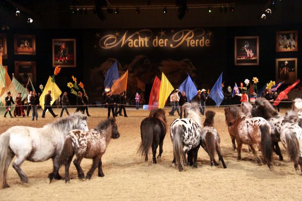 Pferde2011   266.jpg